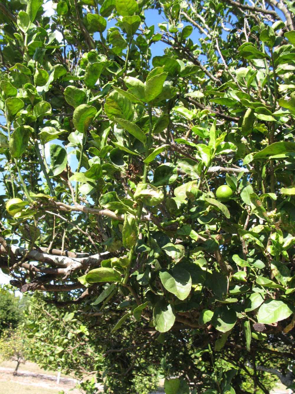            Sun leaves (Thornless Key lime, Winter Haven, FL)   